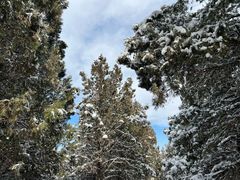 -原山国家森林公园