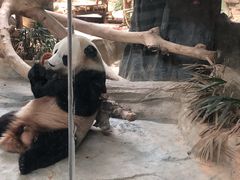 -灵玲国际马戏城