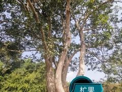-中国科学院西双版纳热带植物园