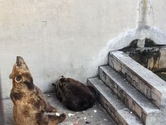 -保定市动物园