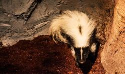 -Zoolung Zoolung动物主题公园(海信广场店)