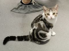 -飞行喵MR PILOT|猫舍·猫咖(静安大融城店)