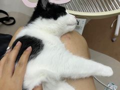 -瑞鹏宠物医院·超声·骨科·奇麟分院(蜀都万达店)