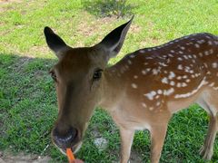 -大连森林动物园