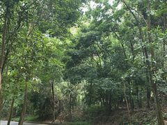 -大屏嶂森林公园