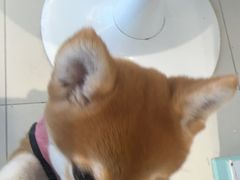 -怪兽屋·羊驼·猫咖·狗咖(俊华广场店)