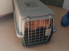 -瑞派·关忠动物医院·猫专科·犬专科(三环新城店)