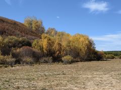 -乌兰布统景区-白桦林