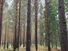 -塞罕坝国家级自然保护区