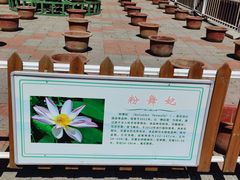 -莲花池公园