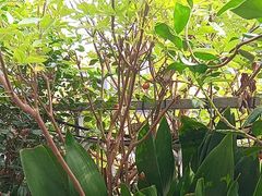 -吴越荣记苏州菜·松鼠桂鱼(月光码头店)