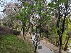 -中山市树木园