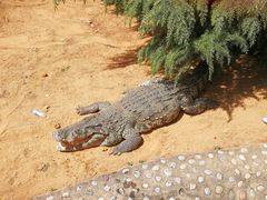 -石家庄市动物园