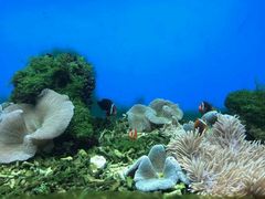 -御唐府海珊瑚主题餐厅