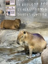 -Zoolung Zoolung动物主题公园(海信广场店)