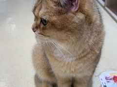 -藏猫猫咖啡主题馆(中央大道店)