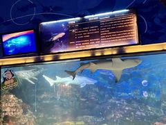 -烟台海昌鲸鲨海洋公园