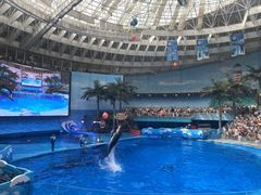 -海合安成都极地海洋公园