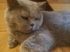 -more than meow吴止猫主题餐厅(承德 中船汇店)