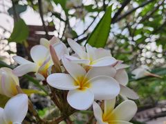 -三亚南山文化旅游区