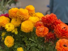-荷兰花海