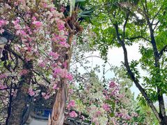 -深圳国际园林花卉博览园