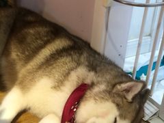 -Husky Go! 哈士奇体验馆·宠物咖啡厅狗咖