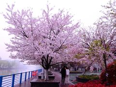-高东镇樱花园