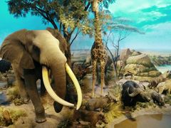 -陕西自然博物馆