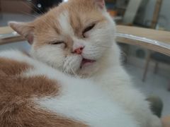 -喵园·猫主题咖啡厅·撸猫·猫咖(国贸店)