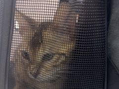 -瑞派名望24h动物医院异宠专科·猫专科·骨科·重症监护分院