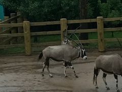 -西霞口神雕山野生动物世界