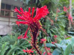 -深圳仙湖植物园