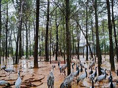-鄱阳湖国家湿地公园