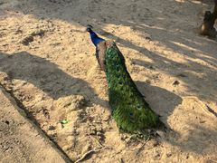 -泉州海丝野生动物世界