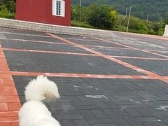 -宠福鑫康馨动物医院·骨科·眼科