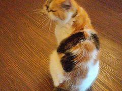 -猫岛主趣味餐厅(鼓浪屿店)