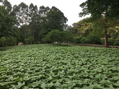 -广州市流溪河国家森林公园