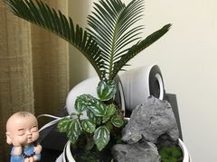 -龙大花卉苗木市场