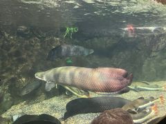 -太平洋海底世界