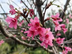-莲花山公园