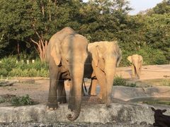 -清迈夜间动物园