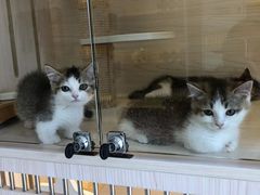 -柚子猫舍·精品猫舍购猫·猫咪认养·购宠·宠物店