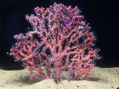 -欢乐海岸海洋奇梦馆
