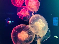 -成都浩海立方海洋公园