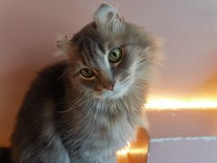 -猫儿山۰猫主题餐厅