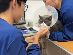 -天使宠物医院·犬猫分诊(彩虹店)