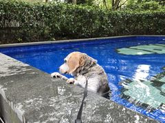 -上海崇明金茂凯悦酒店