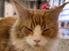 -平行世界·猫咖(首经贸店)