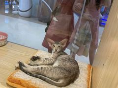 -屋虎猫馆(宝安大仟里店)